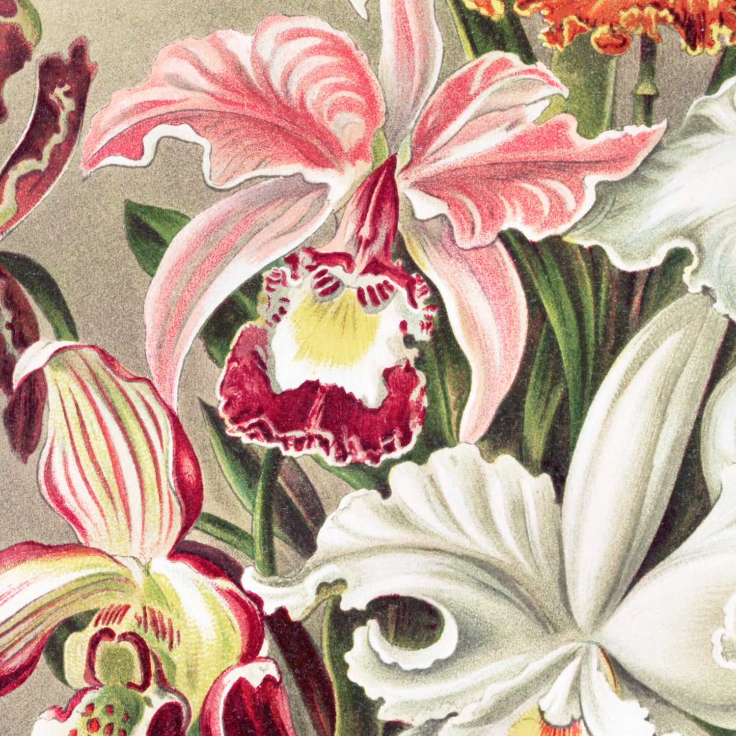 Pink Floral Orchid Ernst Haeckel Painting Vintage Botanical Fine Art Tapestry