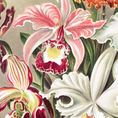 Pink Floral Orchid Ernst Haeckel Painting Vintage Botanical Fine Art Tapestry
